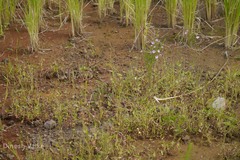 Sopubia delphinifolia